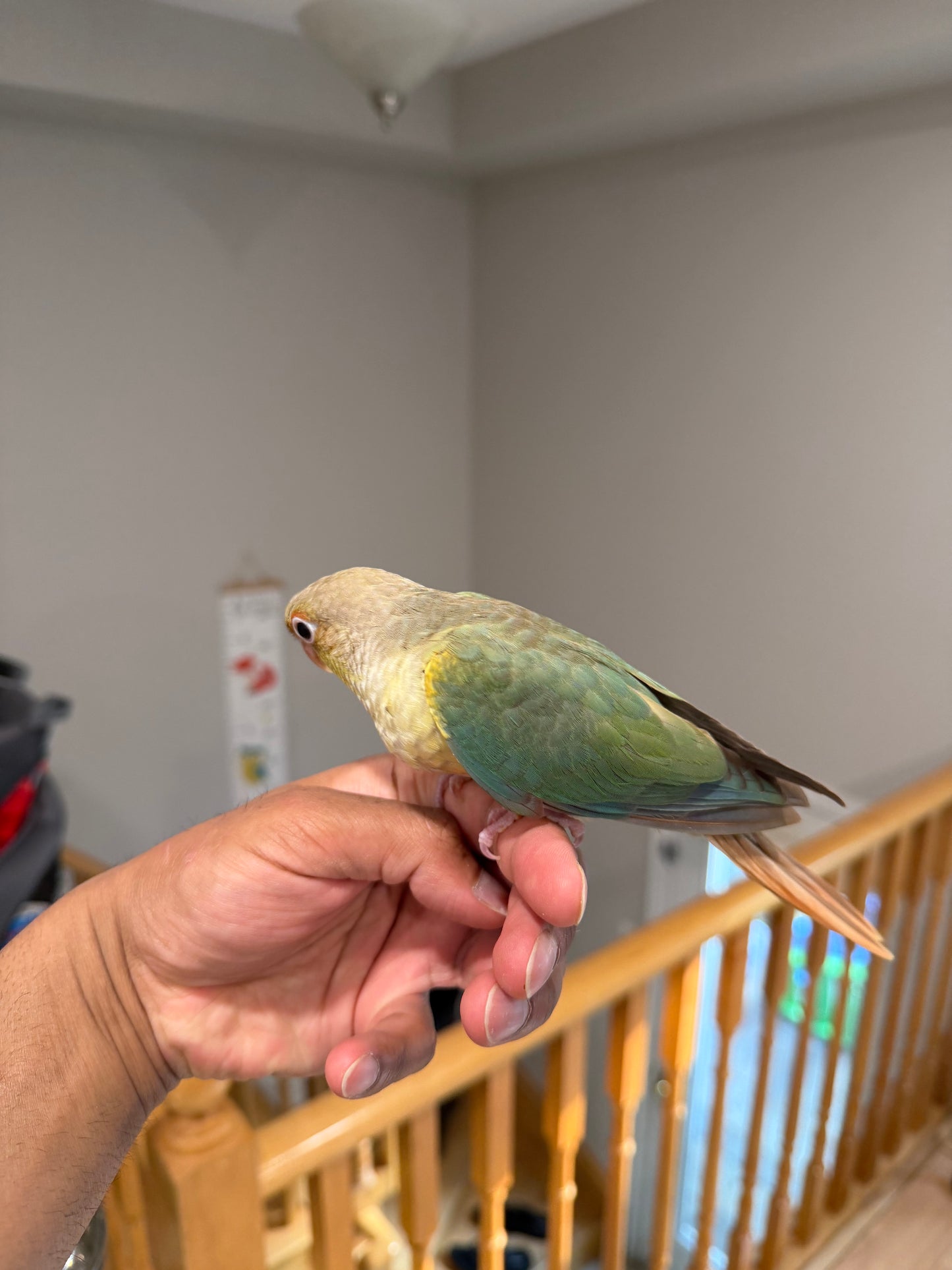 (Baby Handfed) Turquoise Pineapple Conure