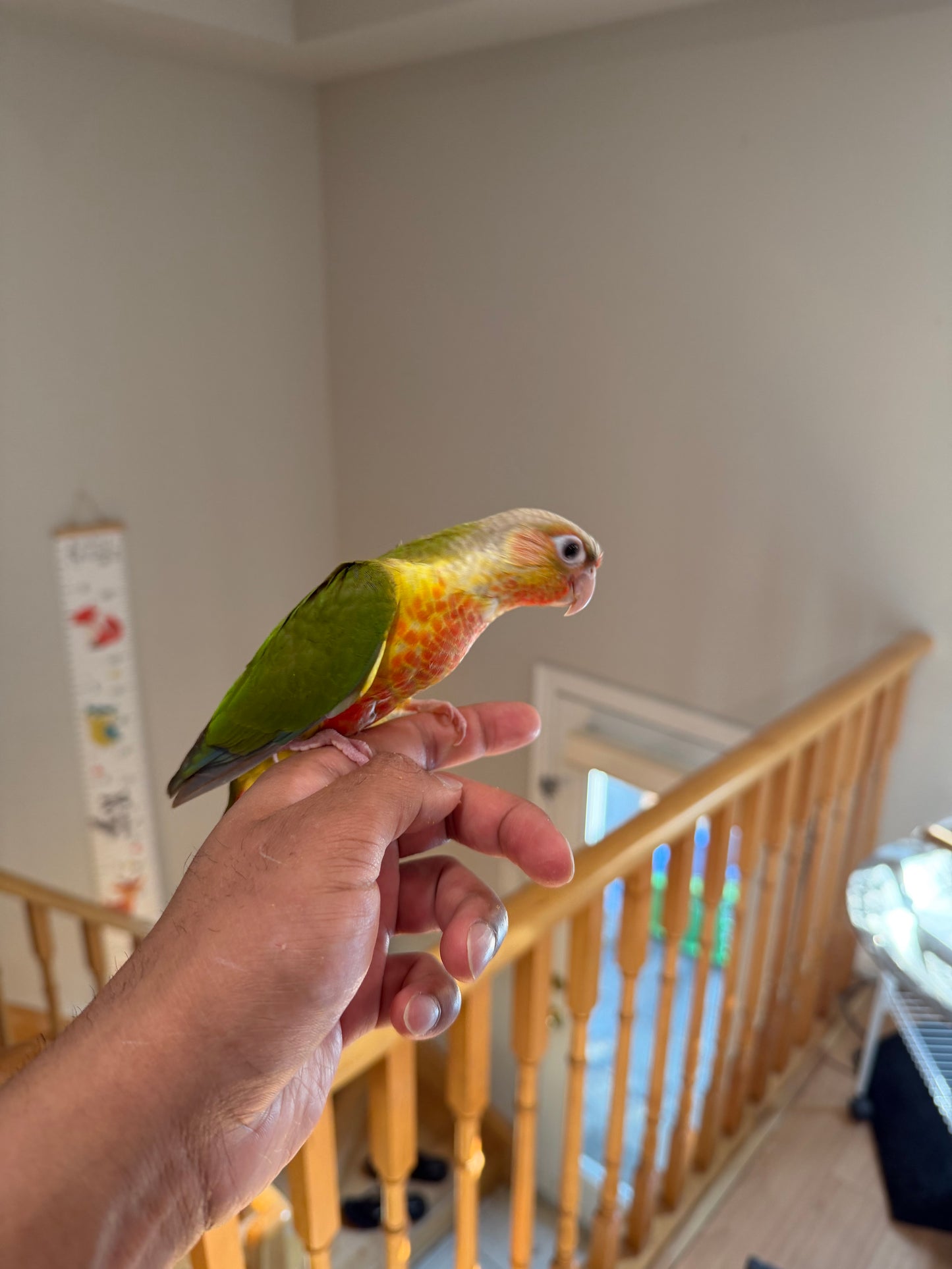(Baby Handfed) Pineapple Conure
