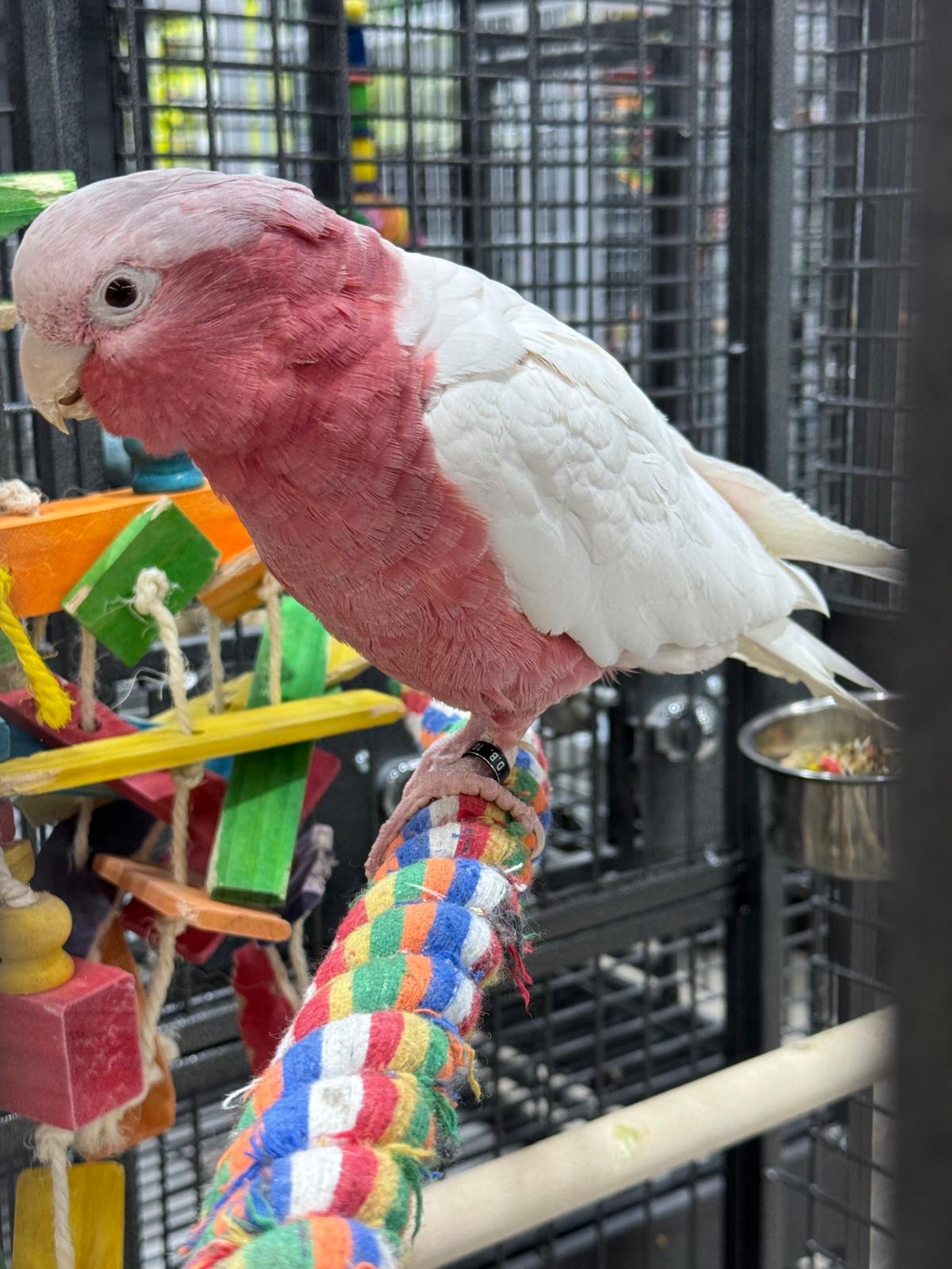 Lutino Rose-Breasted Cockatoo (Galah) (Female)