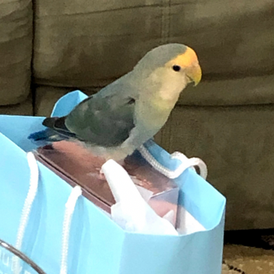 (Baby) Lovebird