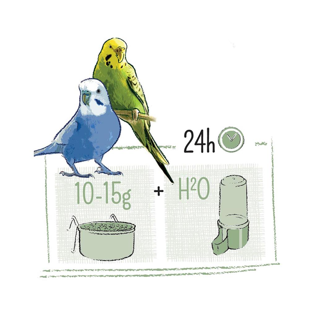 Witte Molen Puur Budgie