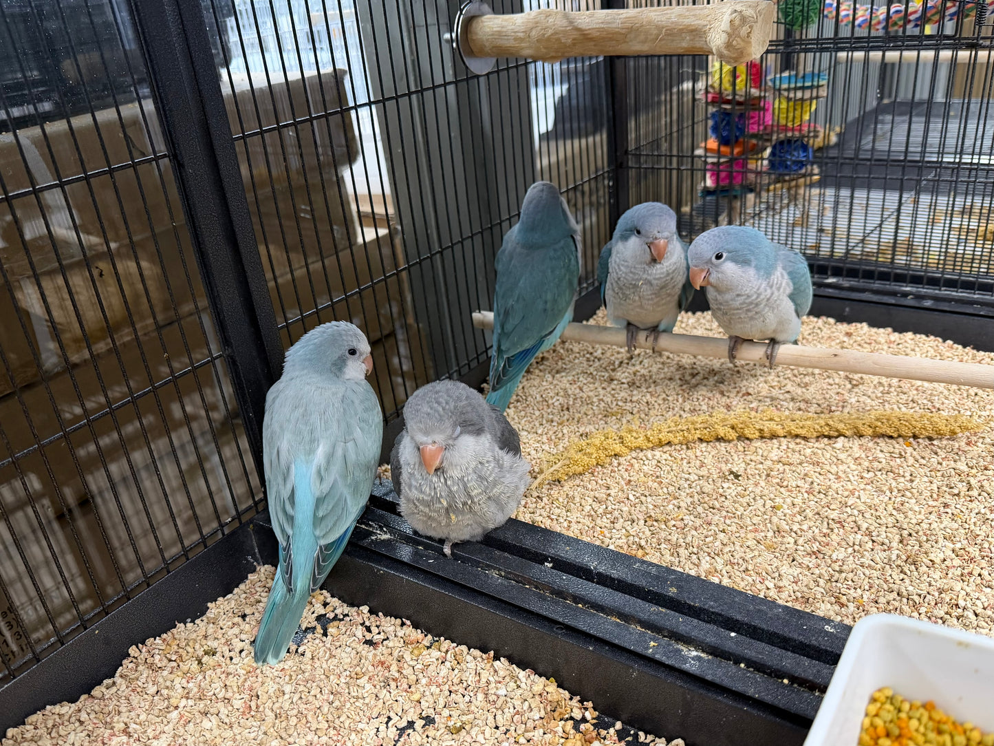 (Baby Handfed) Blue Quaker Parrot