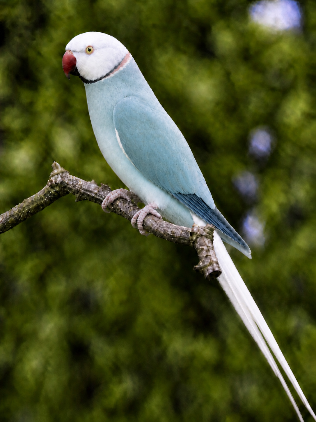 Indian Ringneck Clear Tail Blue / Opaline (Male)