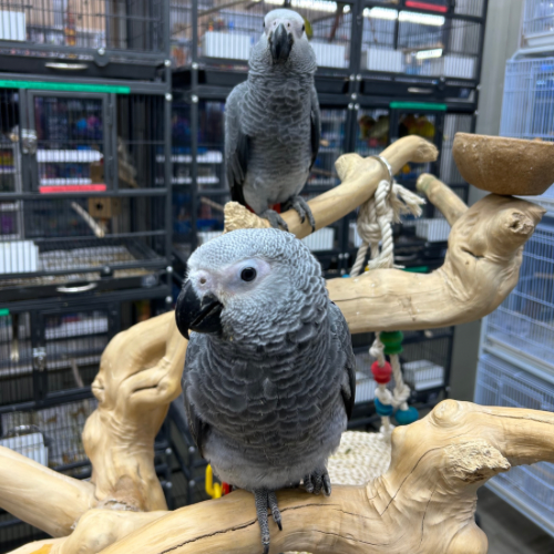 (Baby) African Grey Congo (Handfed)