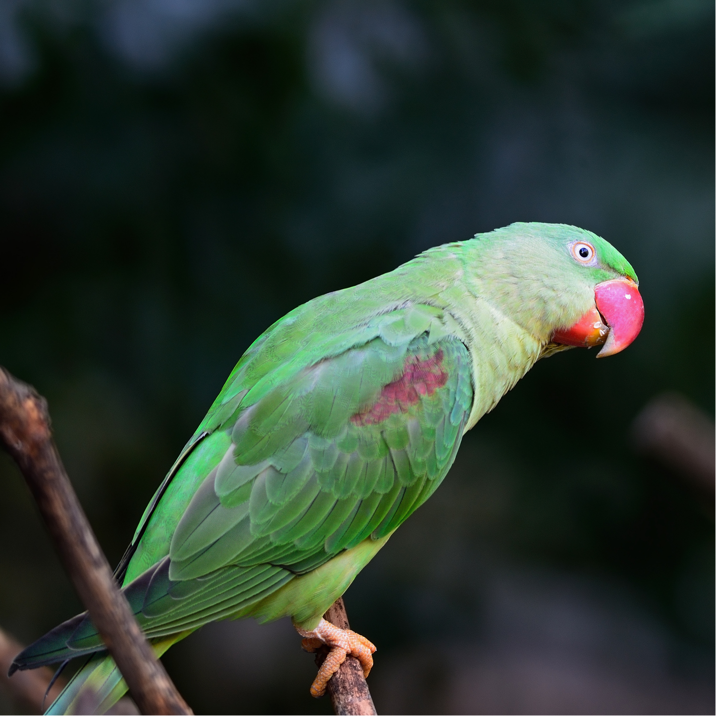 Alexandrine Parrot