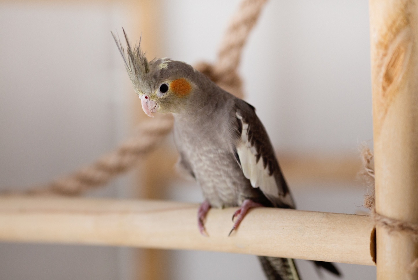 Grey Cockatiel