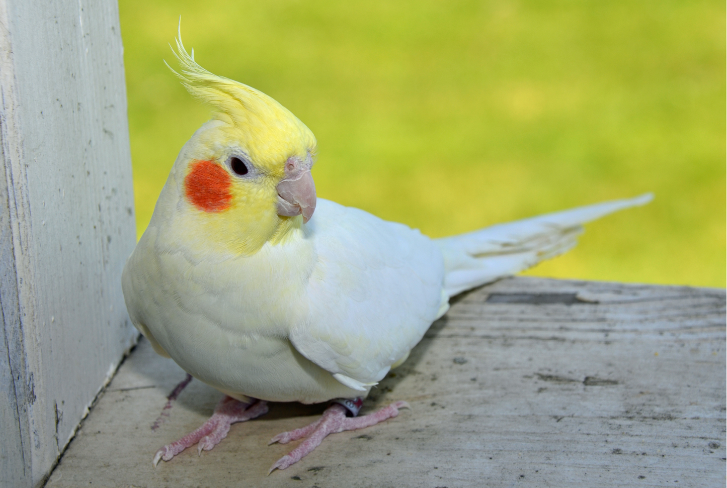 (Baby Handfed) Lutino Cockatiel