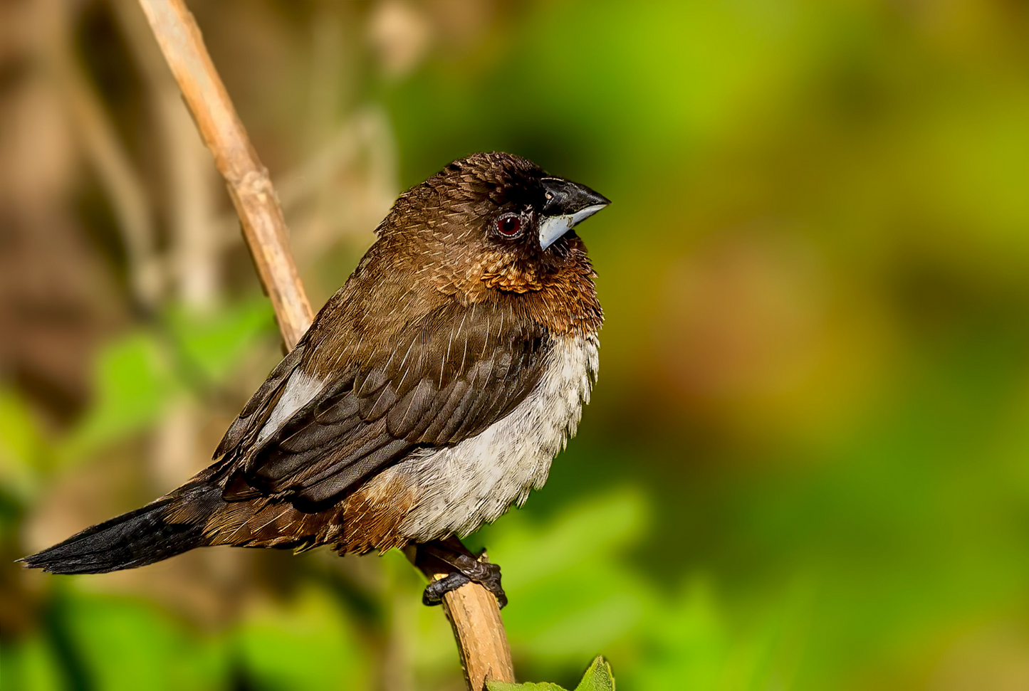 Society Finch