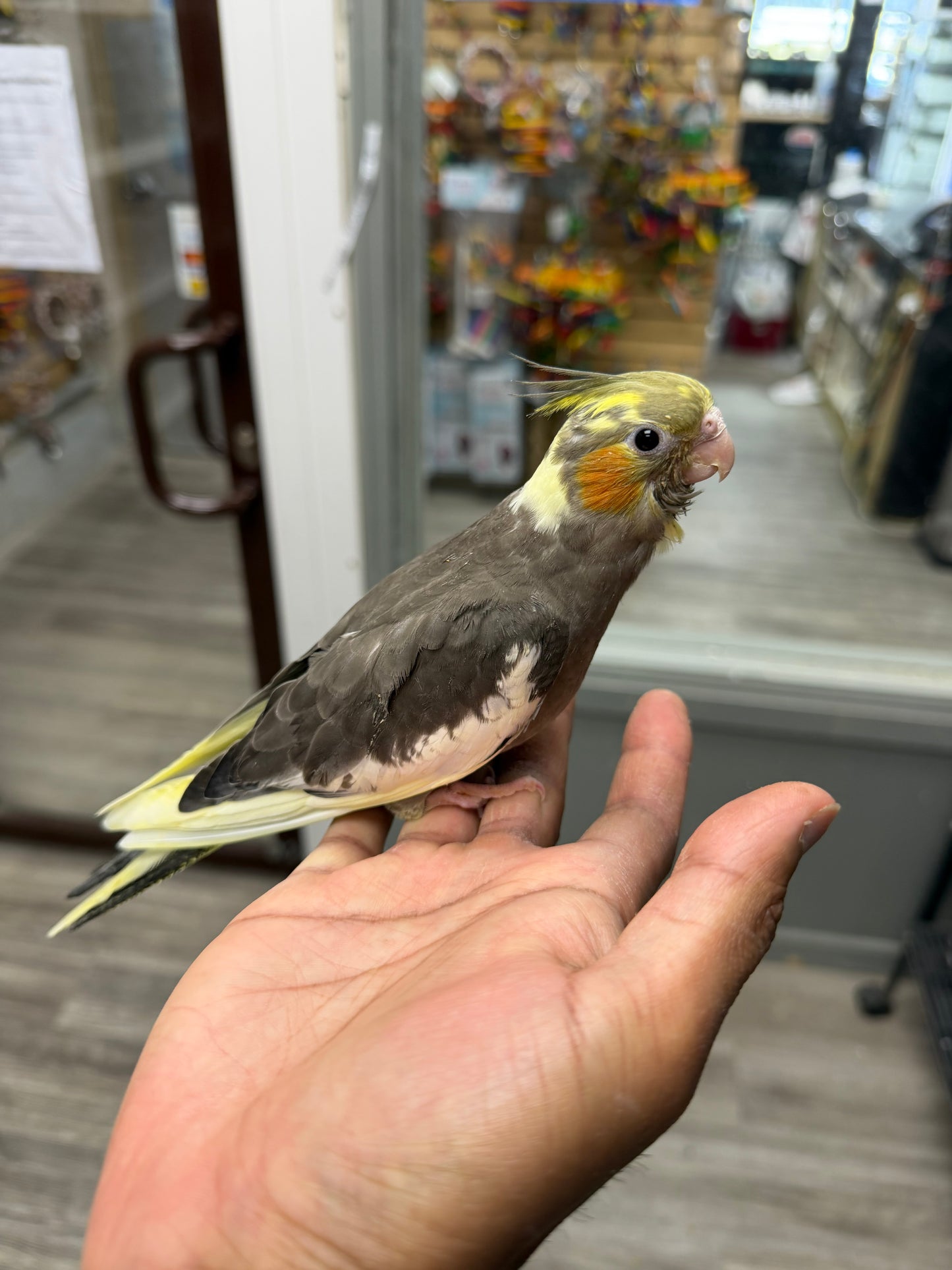 (Baby Handfed) Grey Cockatiel
