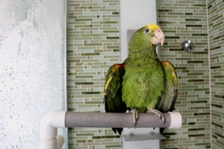 HARI Active.Play Fold-Away Shower & Window Perch