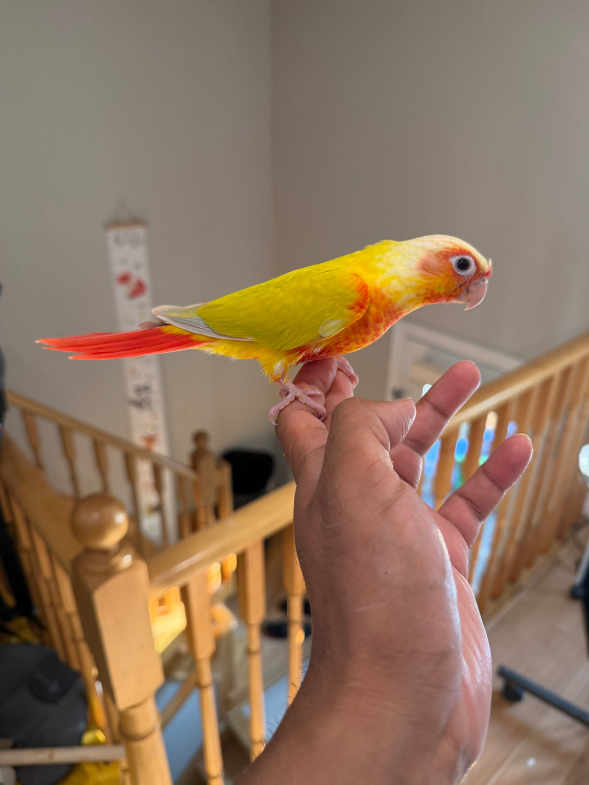 (Baby Handfed) Sun Cheek Conure