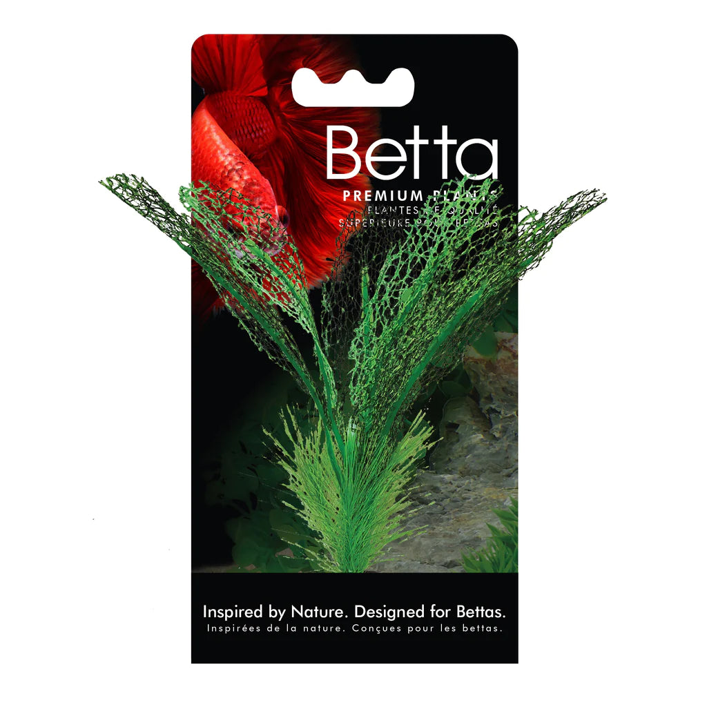 Fluval Betta Madagascar Lace Plant 15cm (6in)