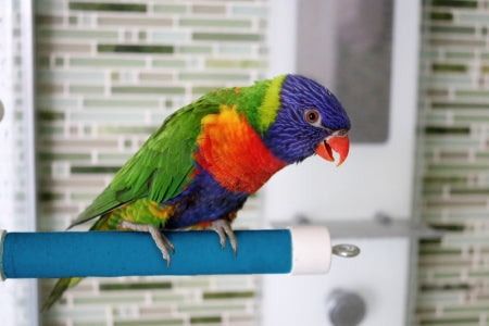 HARI Active.Play Fold-Away Shower & Window Perch