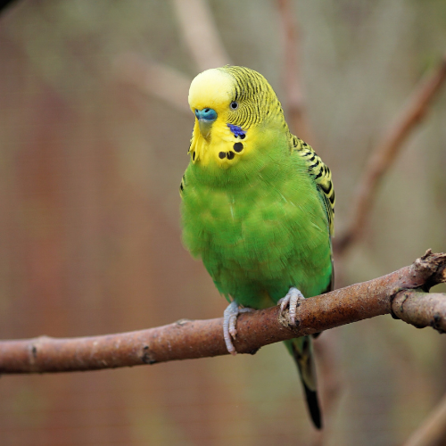 (Baby) Budgie