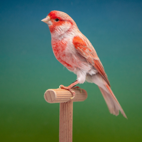 Canary