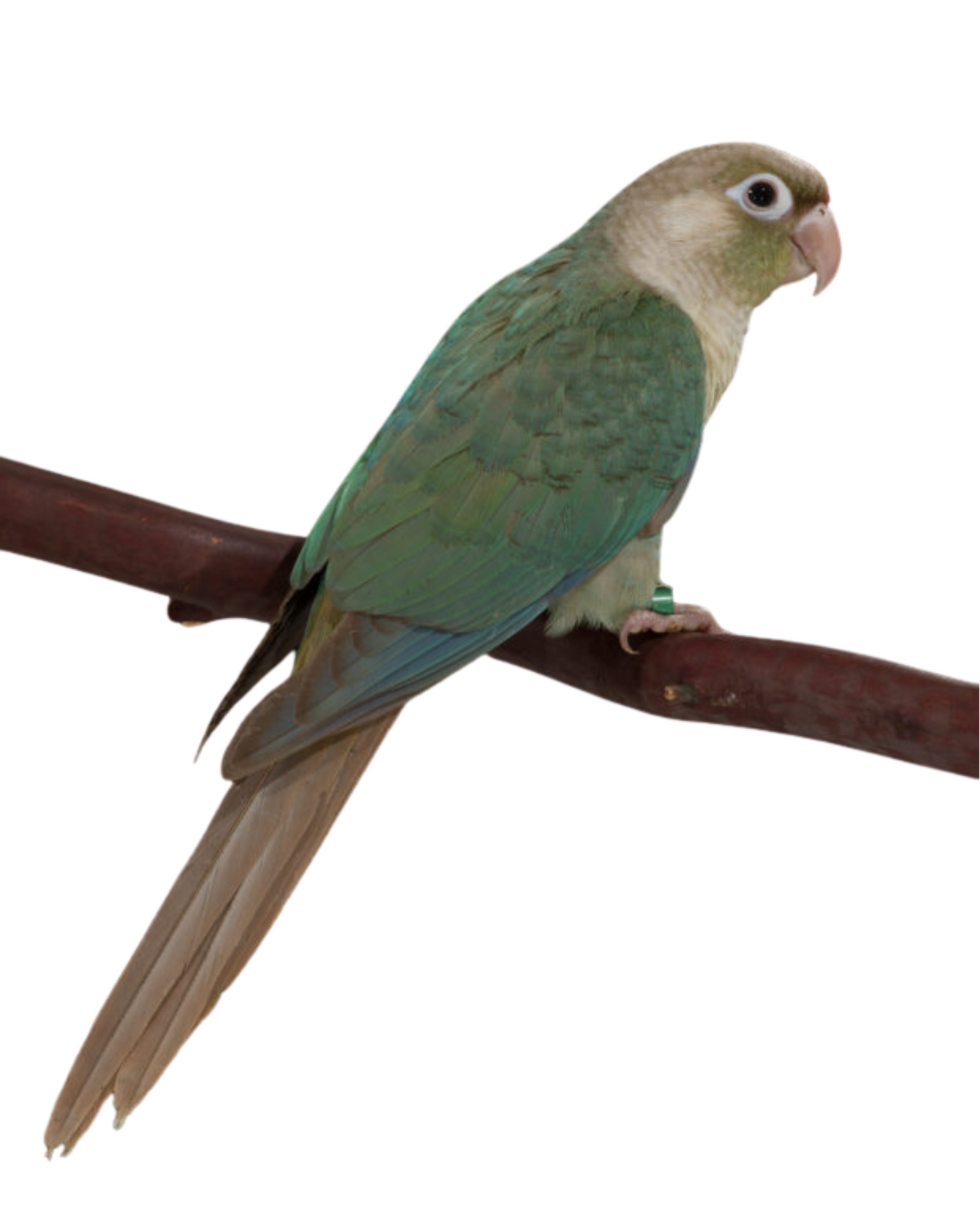 (Baby) Cinnamon Turquoise Conure