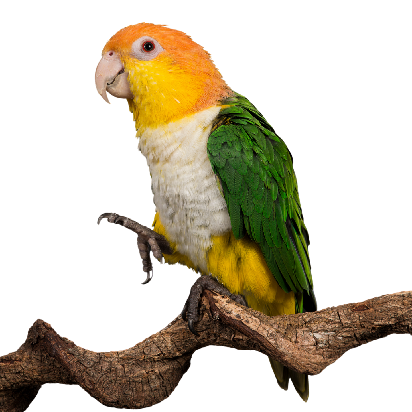 (Baby) White-bellied Caique (HandFed)
