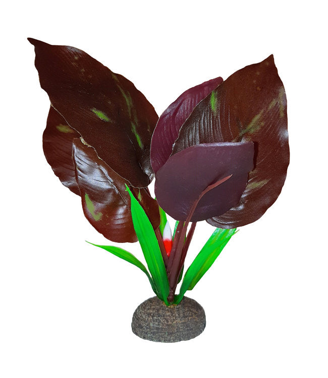 Fluval Betta Red Lizard Plant 15cm (6in)