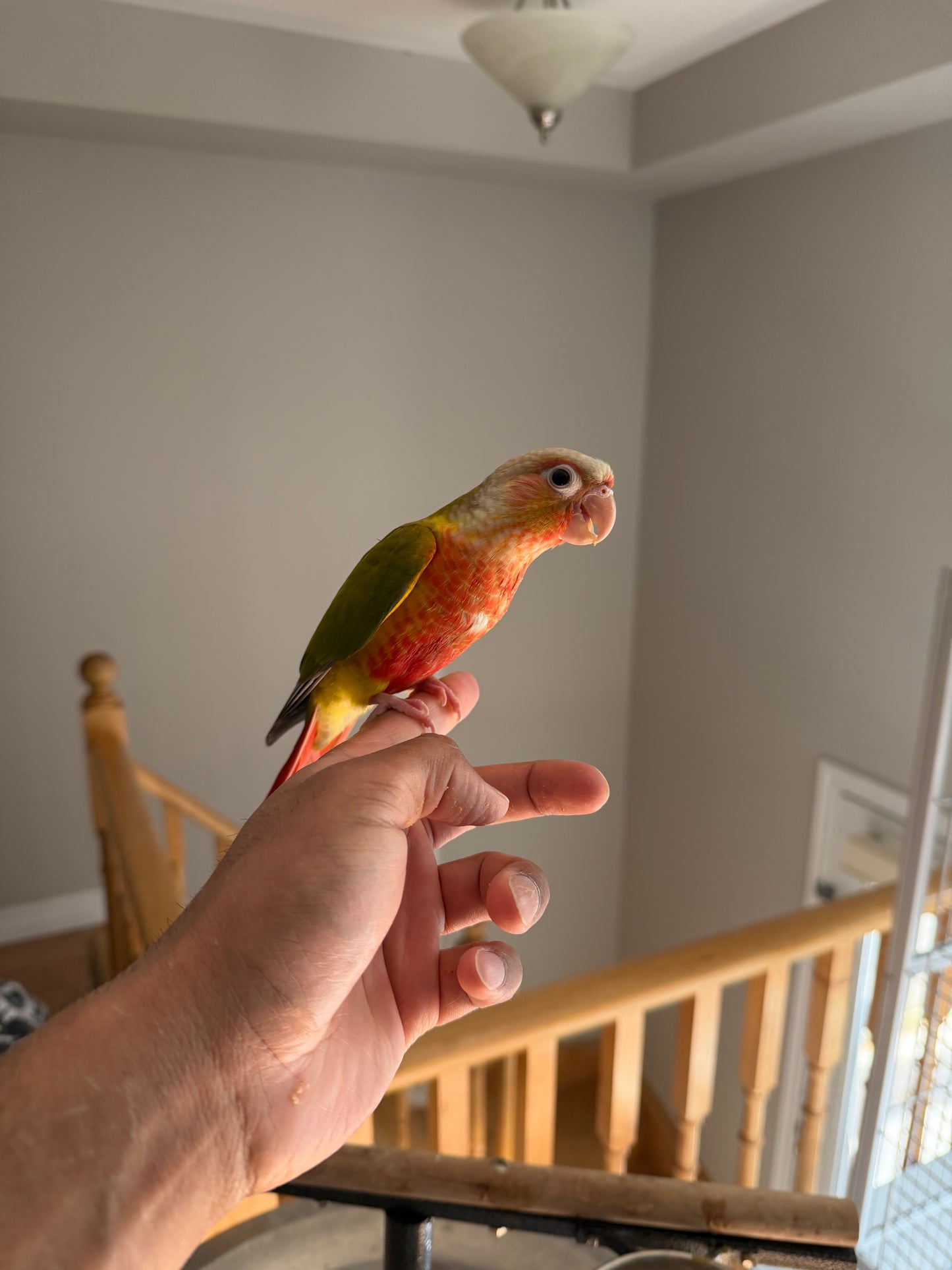 (Baby Handfed) High Red Pineapple Conure