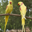 Lutino Alexandrine Parrot (Pair)