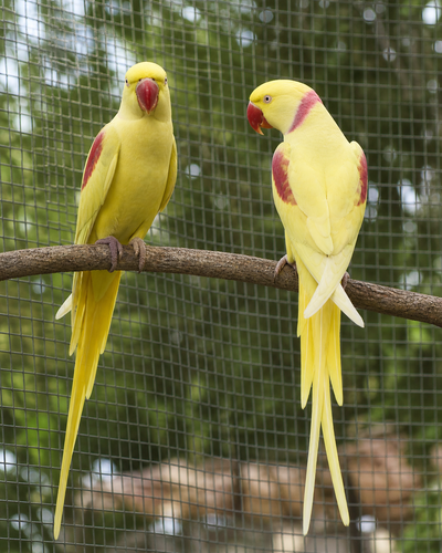 Lutino Alexandrine Parrot (Pair)