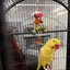 Lutino Alexandrine Parrot (Pair)