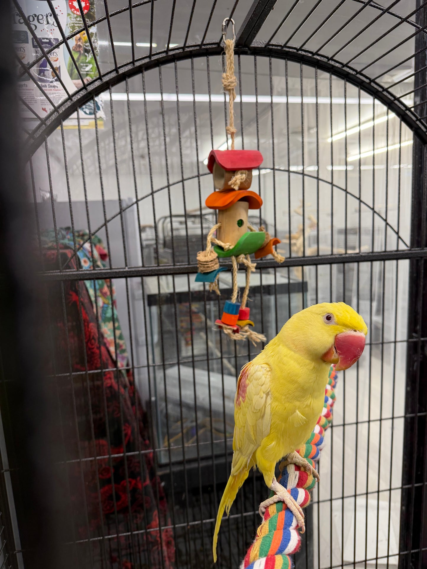 Lutino Alexandrine Parrot (Pair)