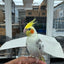 (Baby Handfed) Pied Cockatiel