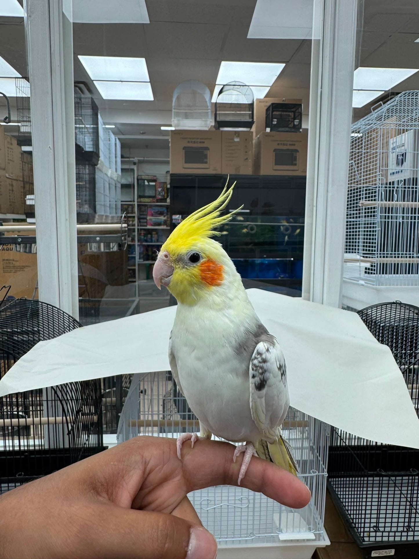 (Baby Handfed) Pied Cockatiel
