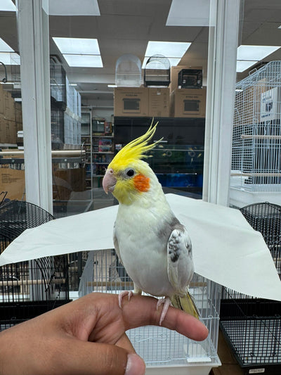 (Baby Handfed) Pied Cockatiel