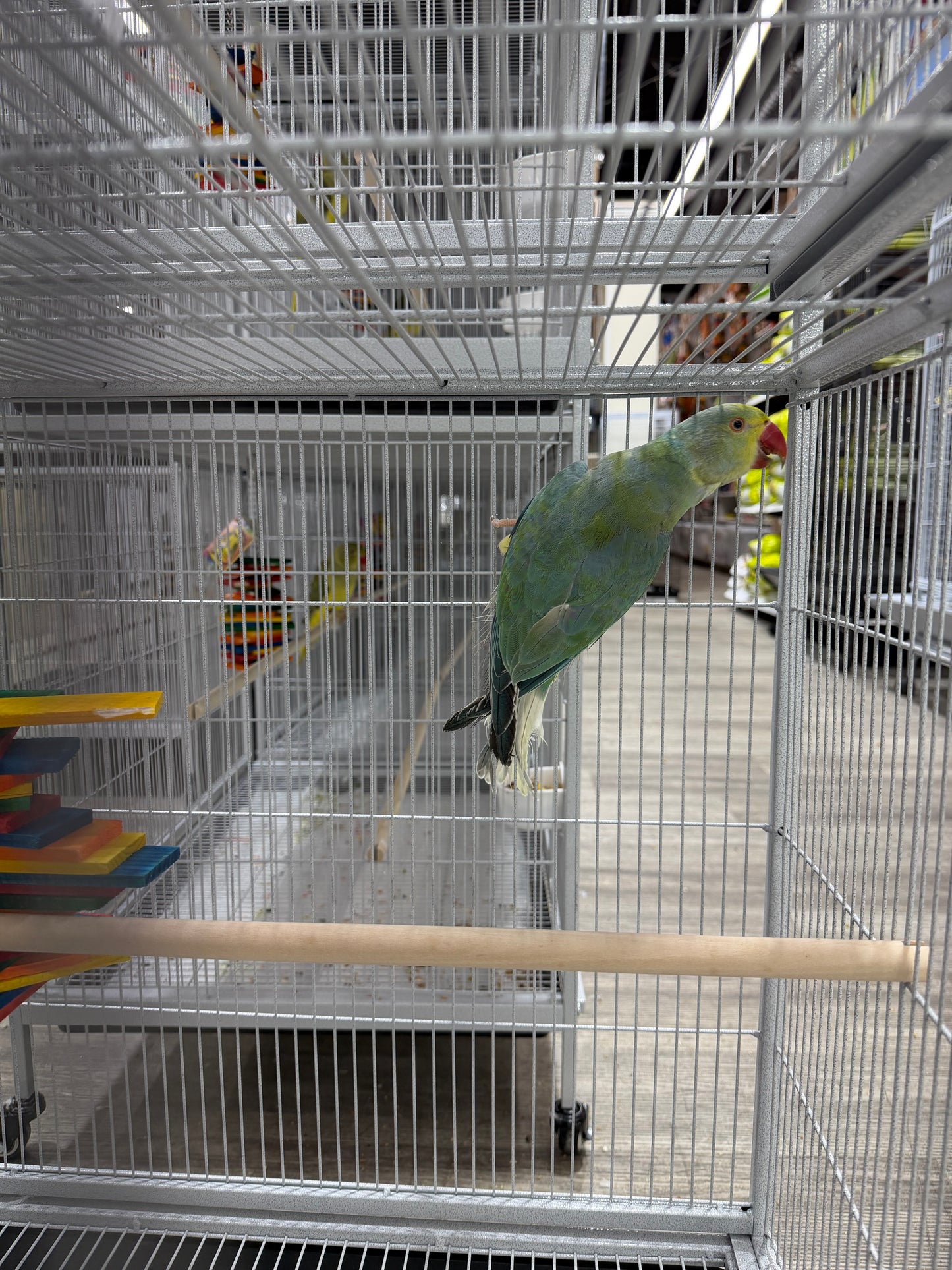 Indian Ringneck Clear Tail Blue Turquoise (Male)