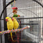 Lutino Alexandrine Parrot (Pair)