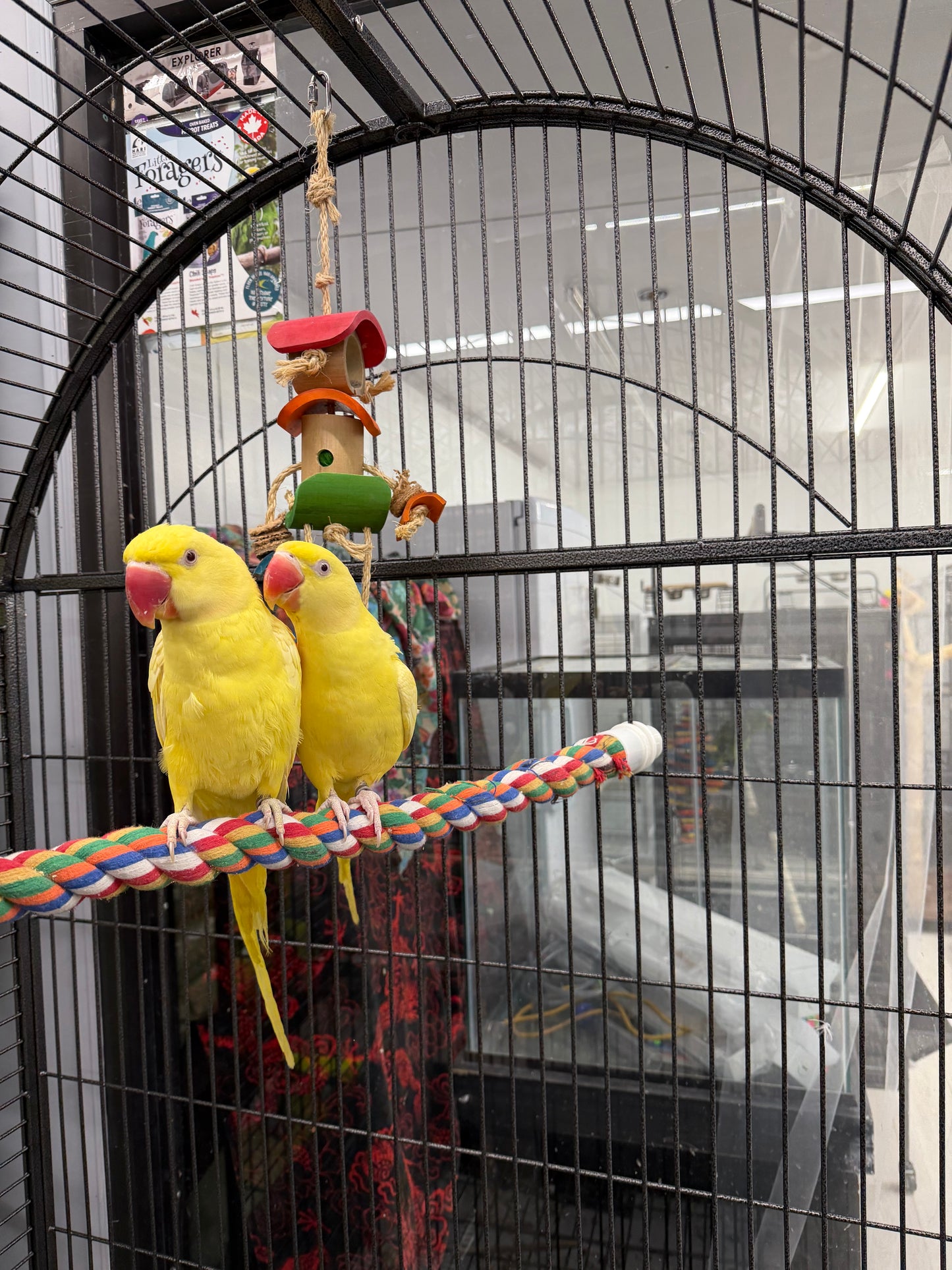 Lutino Alexandrine Parrot (Pair)
