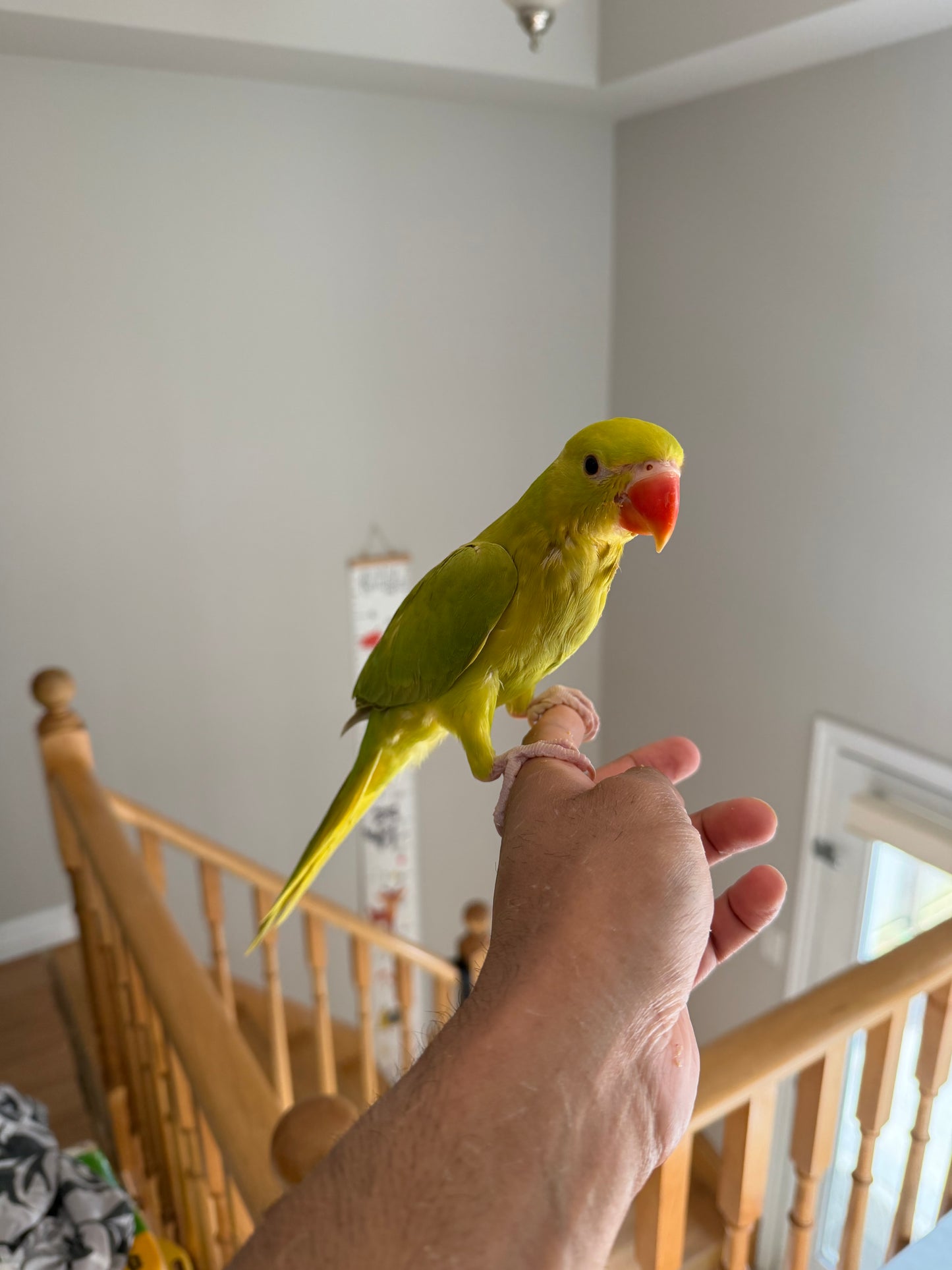 (Baby Handfed) Indian Ringneck