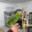 Red Lored Amazon (Female)