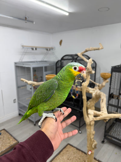 Red Lored Amazon (Female)