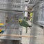 Indian Ringneck Clear Tail Blue Turquoise (Male)