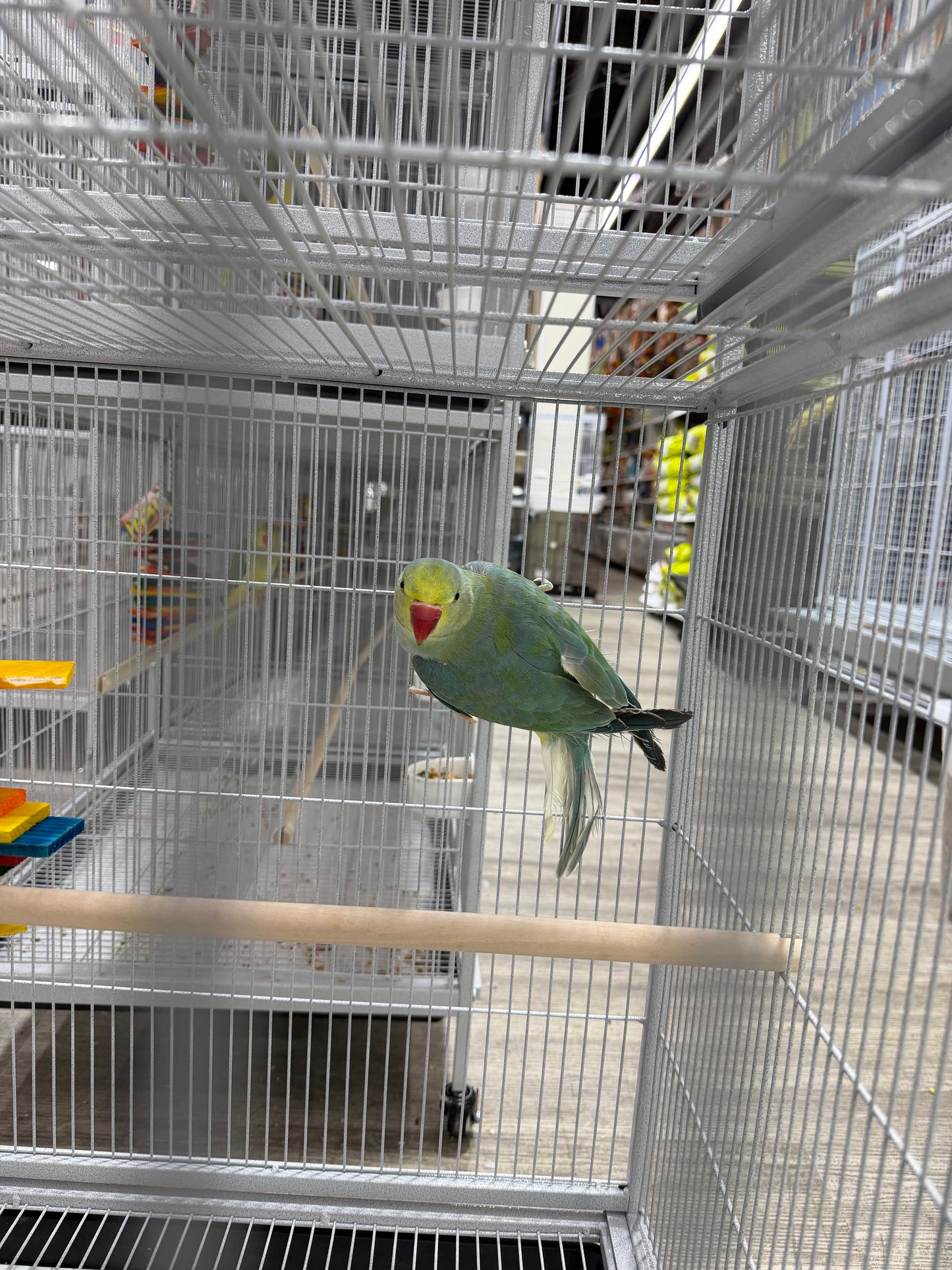 Indian Ringneck Clear Tail Blue Turquoise (Male)