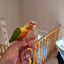 (Baby Handfed) Pineapple Conure