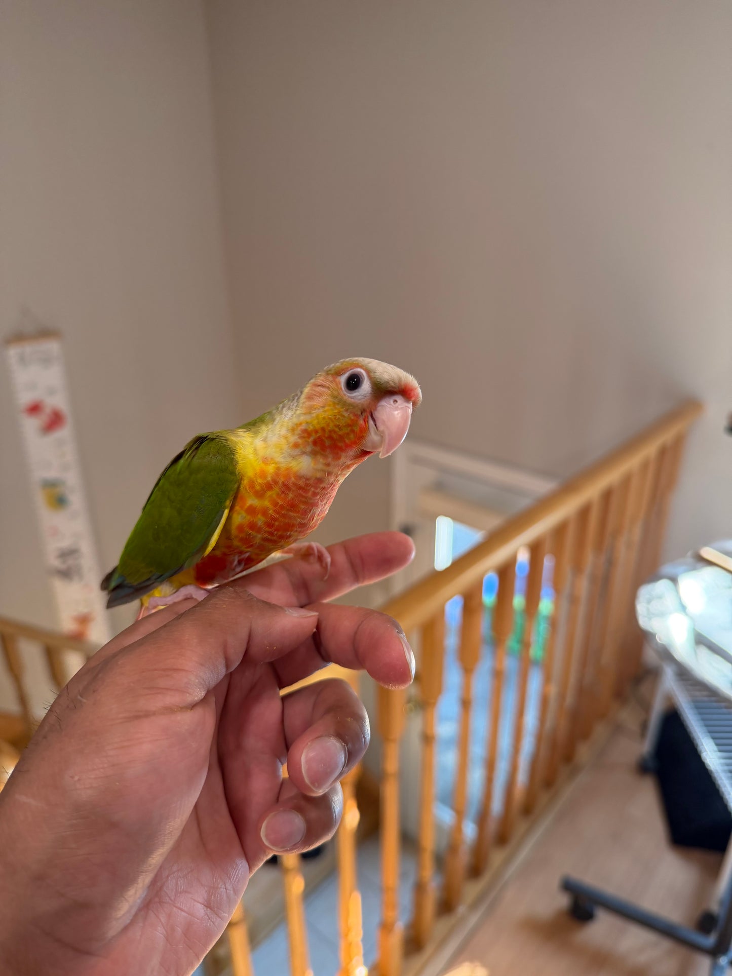 (Baby Handfed) Pineapple Conure