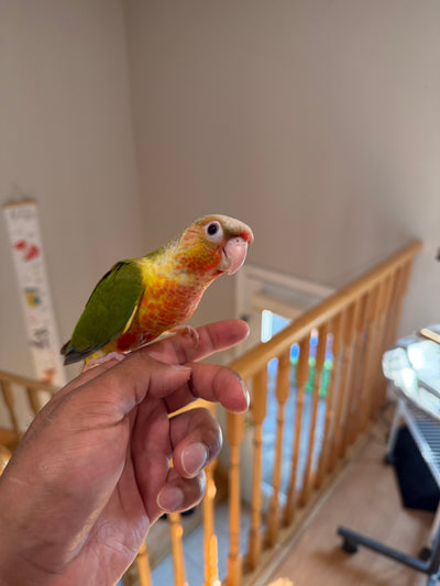 (Baby Handfed) Pineapple Conure