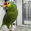 Red Lored Amazon (Female)