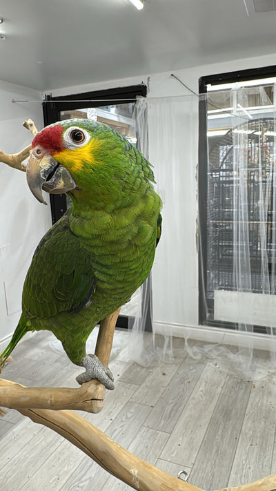 Red Lored Amazon (Female)