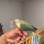 (Baby Handfed) Turquoise Pineapple Conure