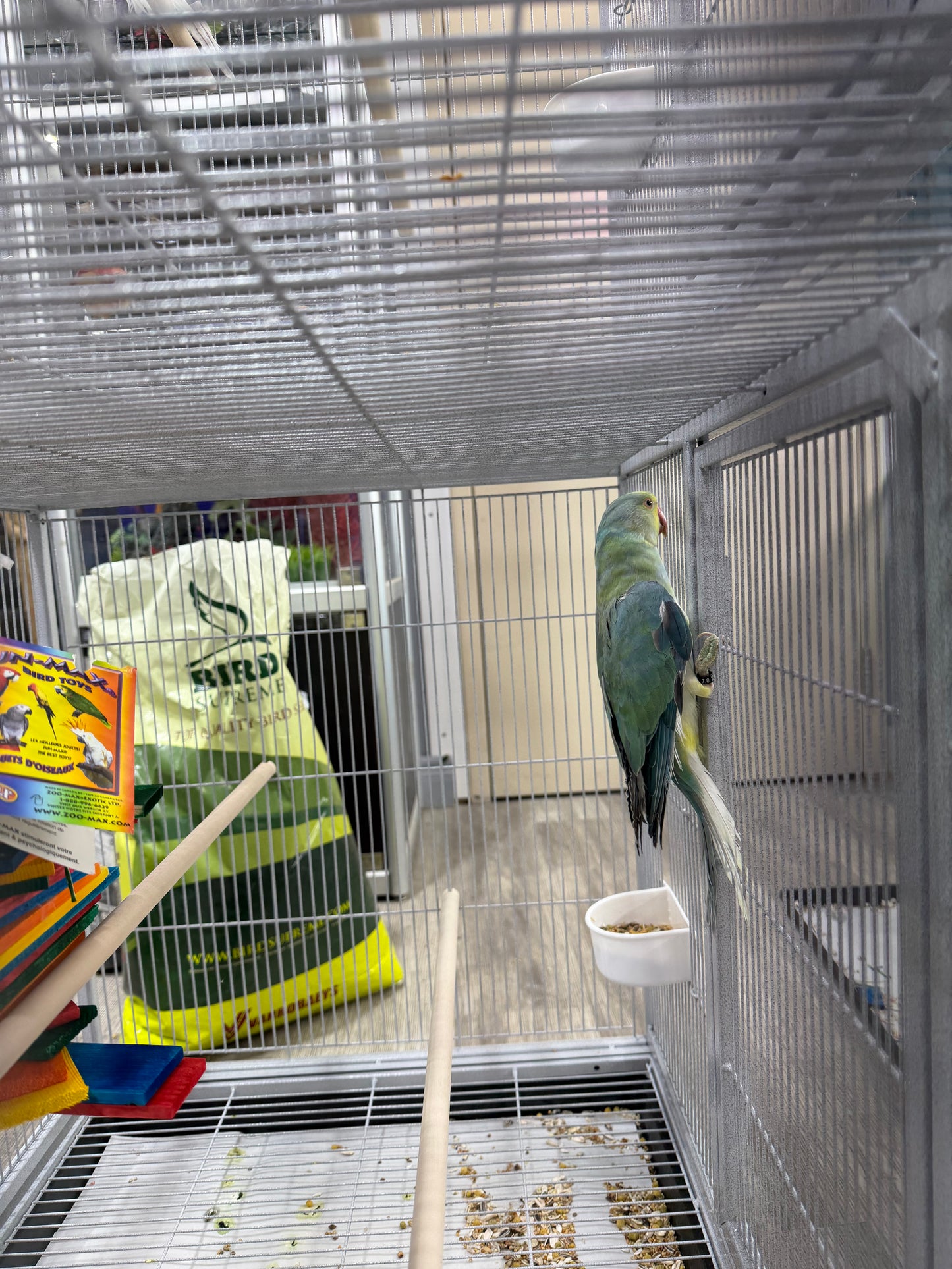 Indian Ringneck Clear Tail Blue Turquoise (Male)