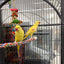 Lutino Alexandrine Parrot (Pair)