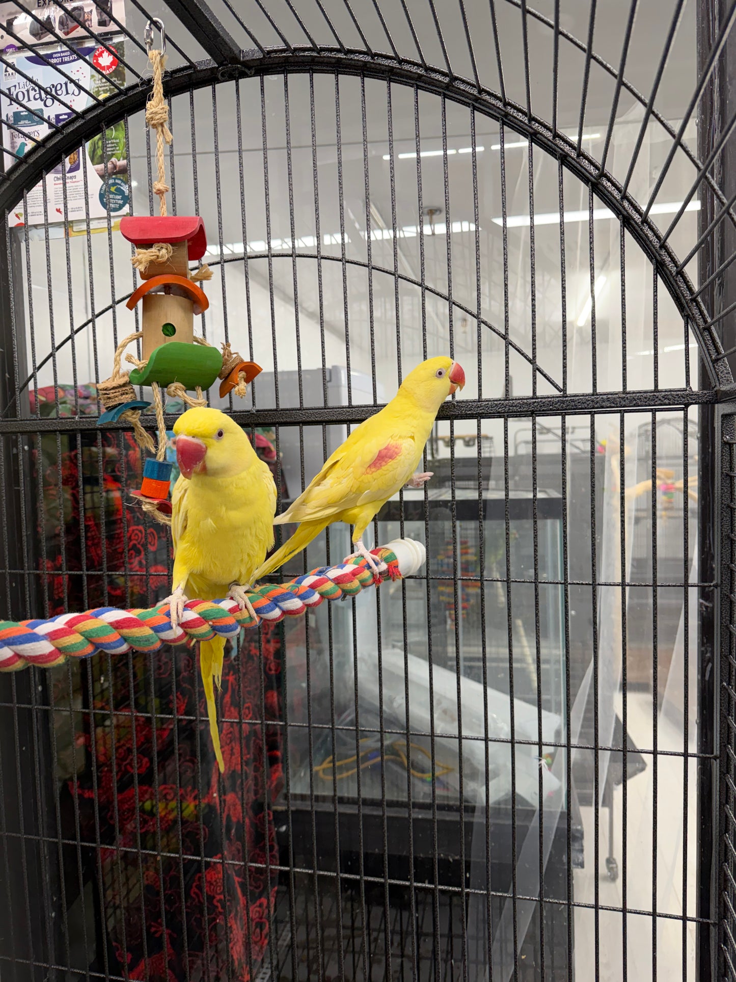 Lutino Alexandrine Parrot (Pair)
