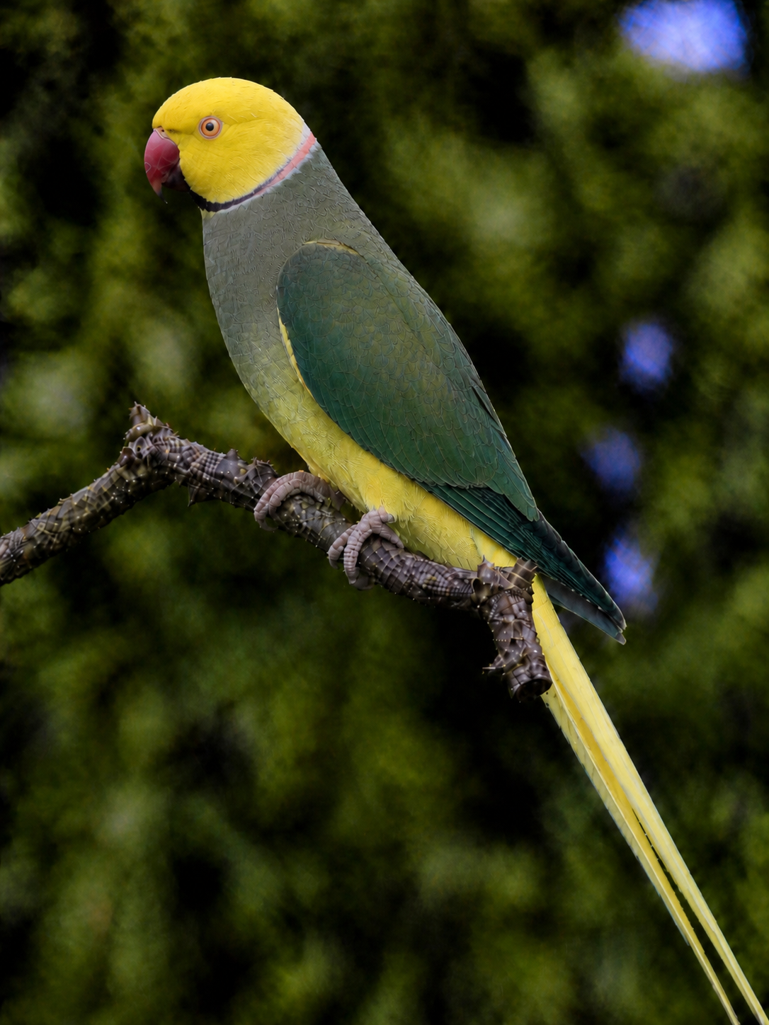 Indian Ringneck Clear Tail Green Violet / Opaline (Male)