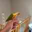 (Baby Handfed) Pineapple Conure