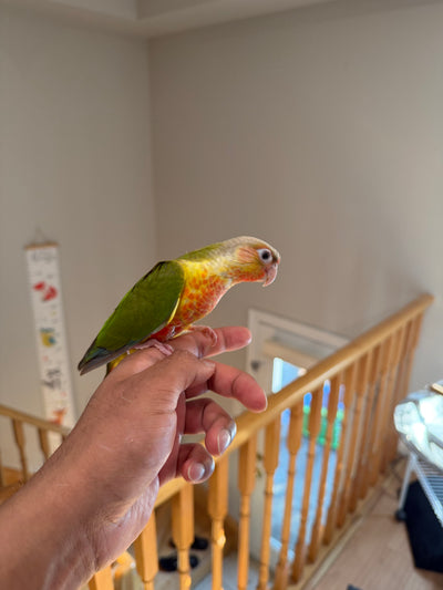 (Baby Handfed) Pineapple Conure